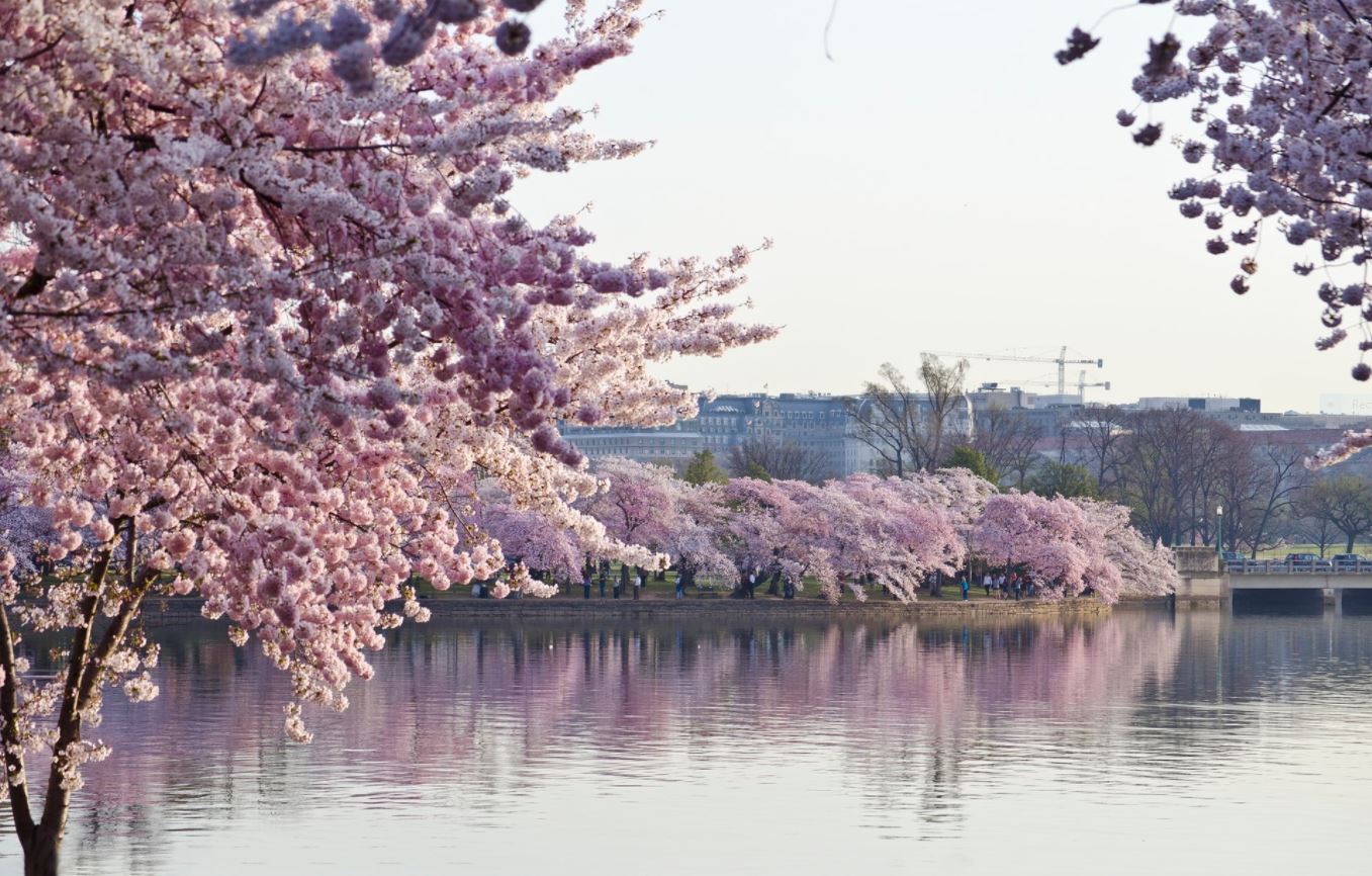 Cold weather at the National Cherry Blossom Festival