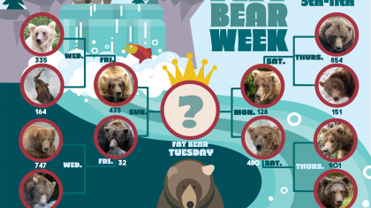 It's Fat Bear Week 2022: Winner Announced