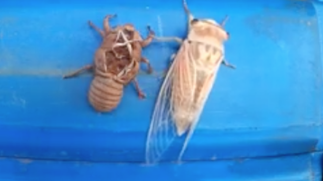 Mesmerizing Time Lapse Of A Cicada Shedding Its Skin Is Grossly Awesome Weathernation 